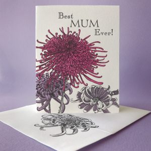 Chrysantheumum - Best Mum Ever!