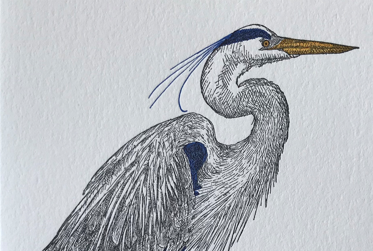 Blue Heron Illustration