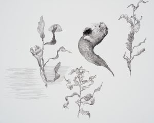 Sea Kelp with Otter ink drawing