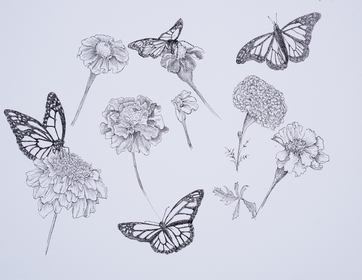 Marigolds and Monarch Butterflies ink drawing