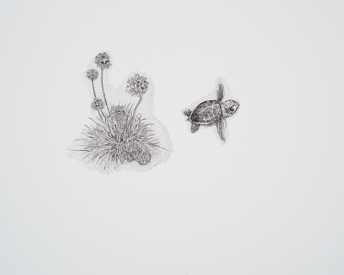 Sea Thrift ink drawing